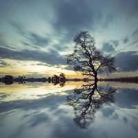 Arbol Solitario en Temoaya Color Reflect Fine Art Print