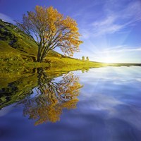 Yellow Tree Reflection Fine Art Print