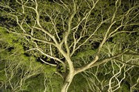Costa Rica Tree Color 2 Fine Art Print
