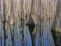 Cypress Reflection Fine Art Print