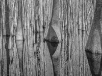 Cypress Reflection Black and White Fine Art Print