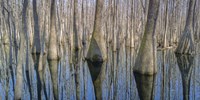 Cypress Reflection Panoramic Framed Print