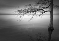 Apoyo Fine Art Print