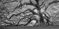 Tree Of Light BW FL Fine Art Print