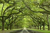 Oaks Avenue 1 Fine Art Print