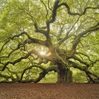 The Tree Square Fine Art Print