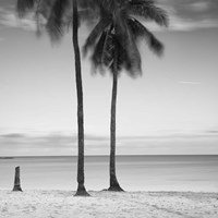 2 Palmeras Fine Art Print