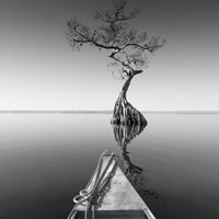 Alone With My Tree Fine Art Print