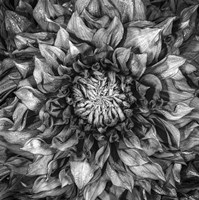 Dalia Full Fine Art Print