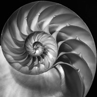 Nautilus 2 Fine Art Print