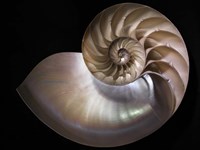 Nautilus 3 Fine Art Print