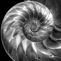 Nautilus 4 Fine Art Print