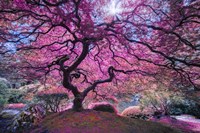 Pink Tree 2 Fine Art Print