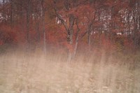 Trees On Wind 2 Fine Art Print