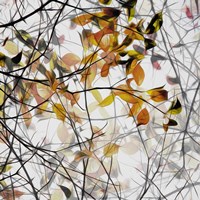 Autumn Song Fine Art Print