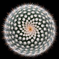 Notocactus Scopa Fine Art Print