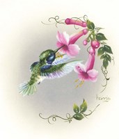 Hummingbird With Trumpet Flowers 2 Fine Art Print