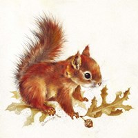 Red Squirrel Fine Art Print