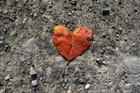 Heartleaf Fine Art Print