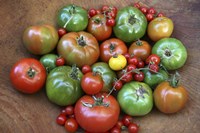 Heirlooms 1 Fine Art Print