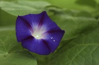Morning Glory 1 Fine Art Print