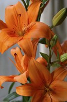 Tiger Lillies Fine Art Print