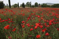 Tuscan Poppies 1 Fine Art Print