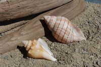 Two Shells Driftwood Fine Art Print