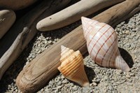 Bright Two Shells Driftwood Fine Art Print