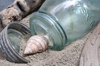 One Shell Mason Jar Fine Art Print