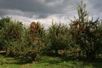 Apple Orchard Dark Sky Fine Art Print