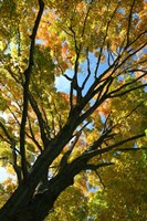 Autumn Maple Vertical Fine Art Print