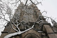 Branch Snow Cathedral 9688 Fine Art Print