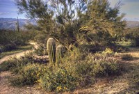 Desert Group Fine Art Print