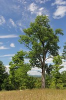 Distant Catskills Vertical 729 Fine Art Print