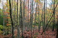 Grey Tree Stand Autumn Fine Art Print