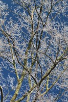Ice Storm Branches Fine Art Print