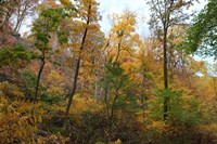 Inwood Manhattan Autumn Fine Art Print