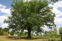 Large Tree Small House Fine Art Print