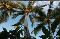 Looking Up Palms 006 Fine Art Print