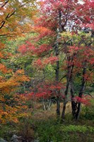 Minnewaskas Vertical 2010 Fine Art Print