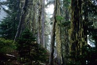 Mt. Rainier Forest Fine Art Print