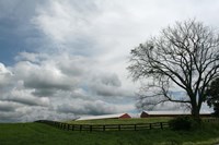 Paddock Tree 8965 Fine Art Print