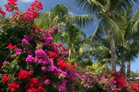 Palm Bougainvillea 9280 Fine Art Print