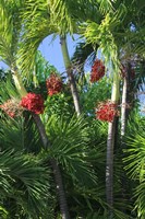 Palm Fruit Vertical Fine Art Print