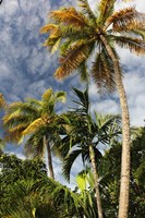 Palms Sky Vertical Fine Art Print