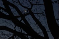 Silhouette Branches Moon Venus Fine Art Print