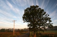 Tree Pole Road Sky 3329 Fine Art Print