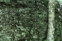 Tree Trunk Rock Wall Fine Art Print