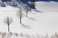 Winter Field Silhouettes Fine Art Print